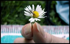 "Friedhof" auf einer Blume