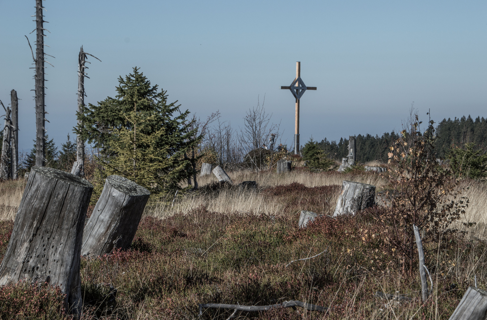 Friedhof der Bäume