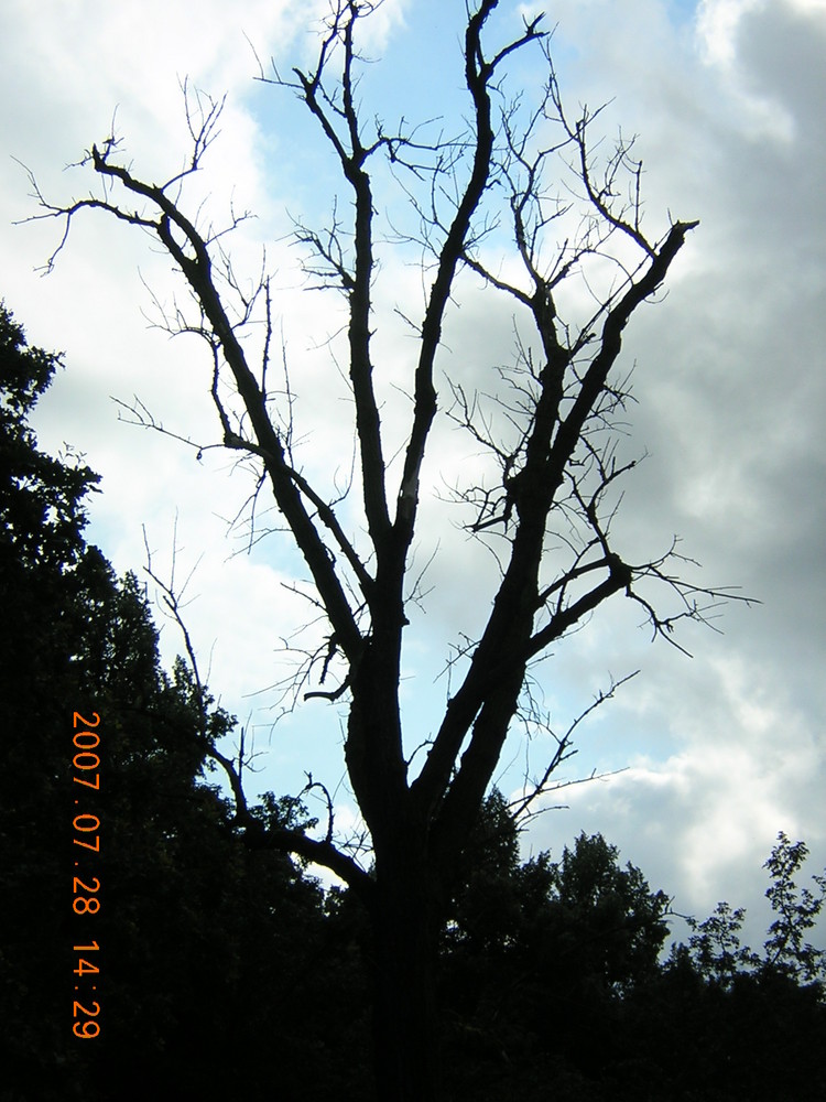 Friedhof der Bäume