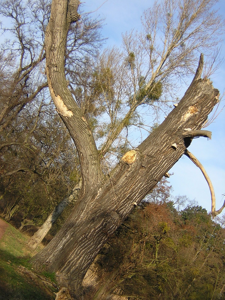 Friedhof der Bäume 4