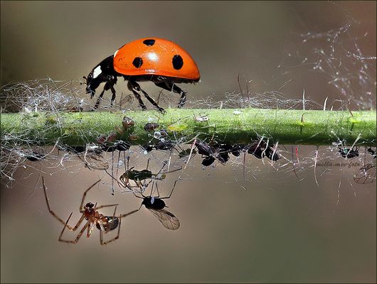 Friedhof der Beutetiere