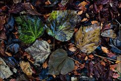 Friedhof der Blätter #1