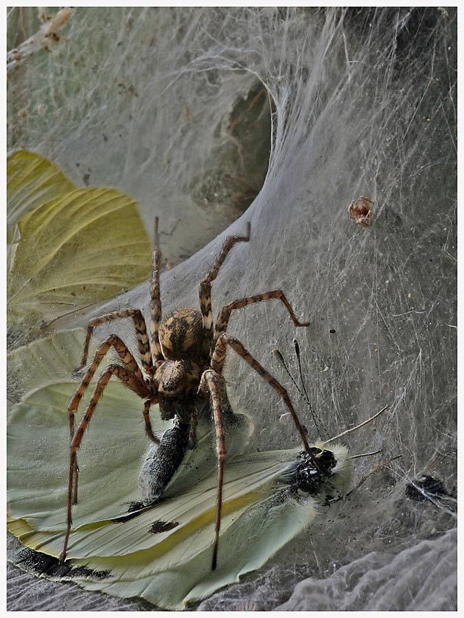 Friedhof der Falter-Tiere ( 2 )