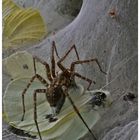 Friedhof der Falter-Tiere