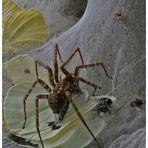 Friedhof der Falter-Tiere