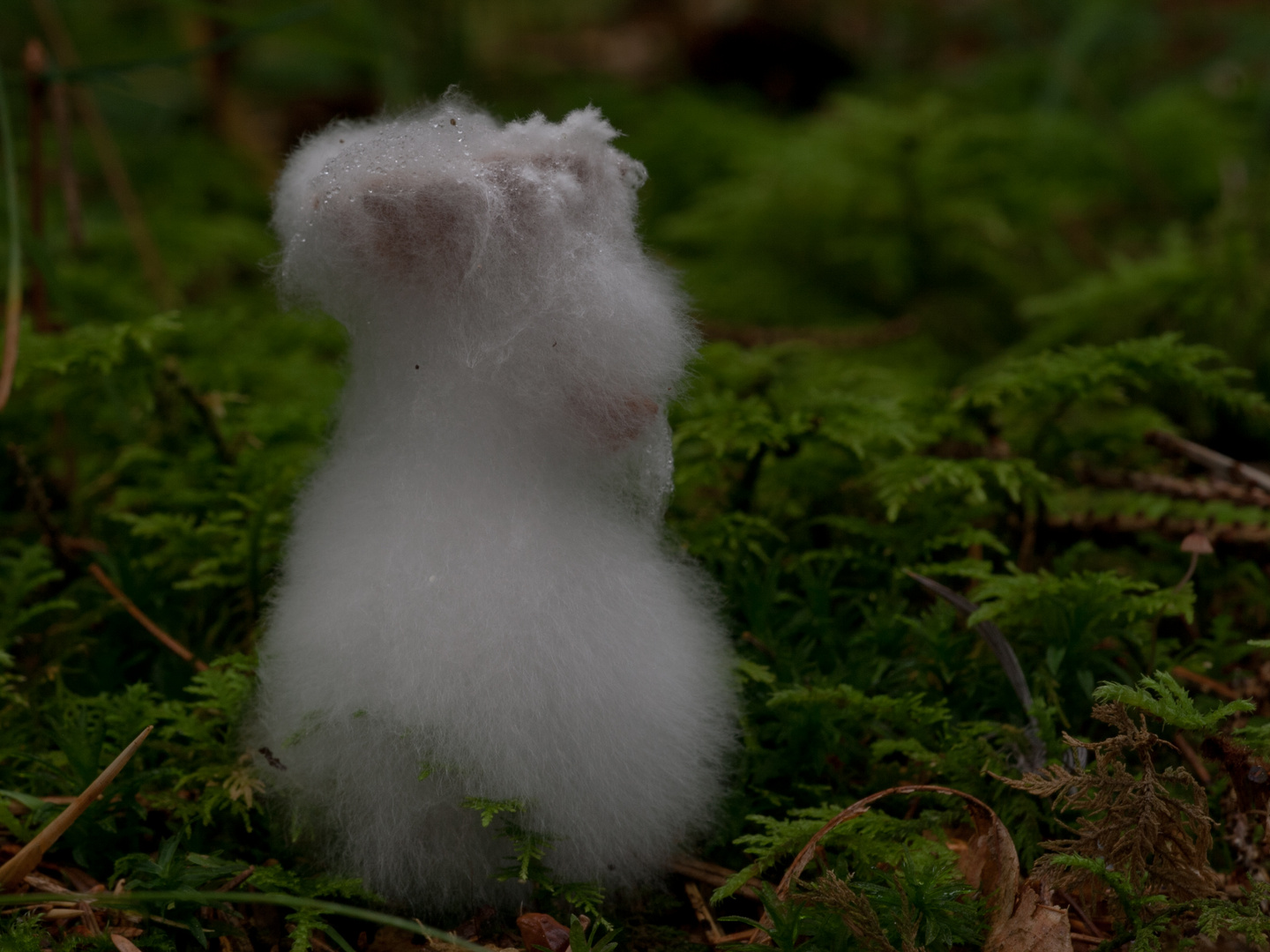 Friedhof der Kuscheltiere