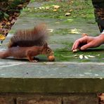 Friedhof der Kuscheltiere