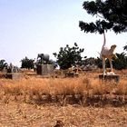 Friedhof der Mossi-Könige in Burkina Faso