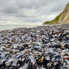 Friedhof der Muscheltiere