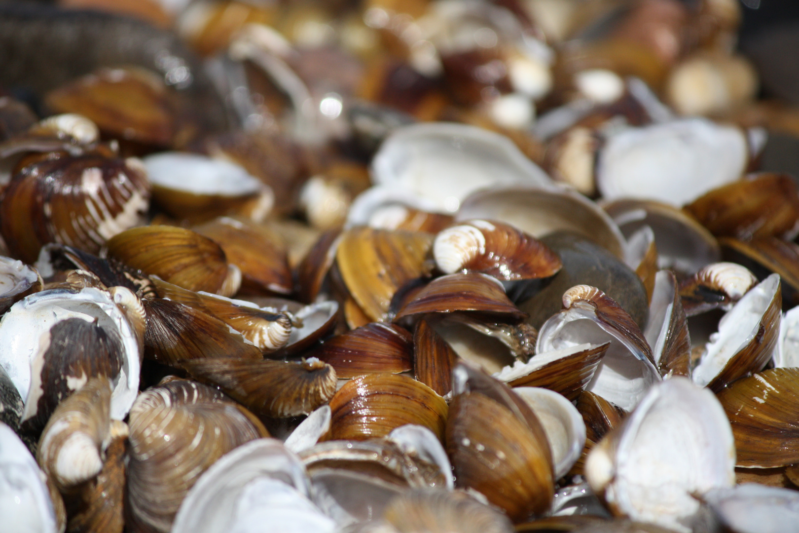 Friedhof der Muscheltiere