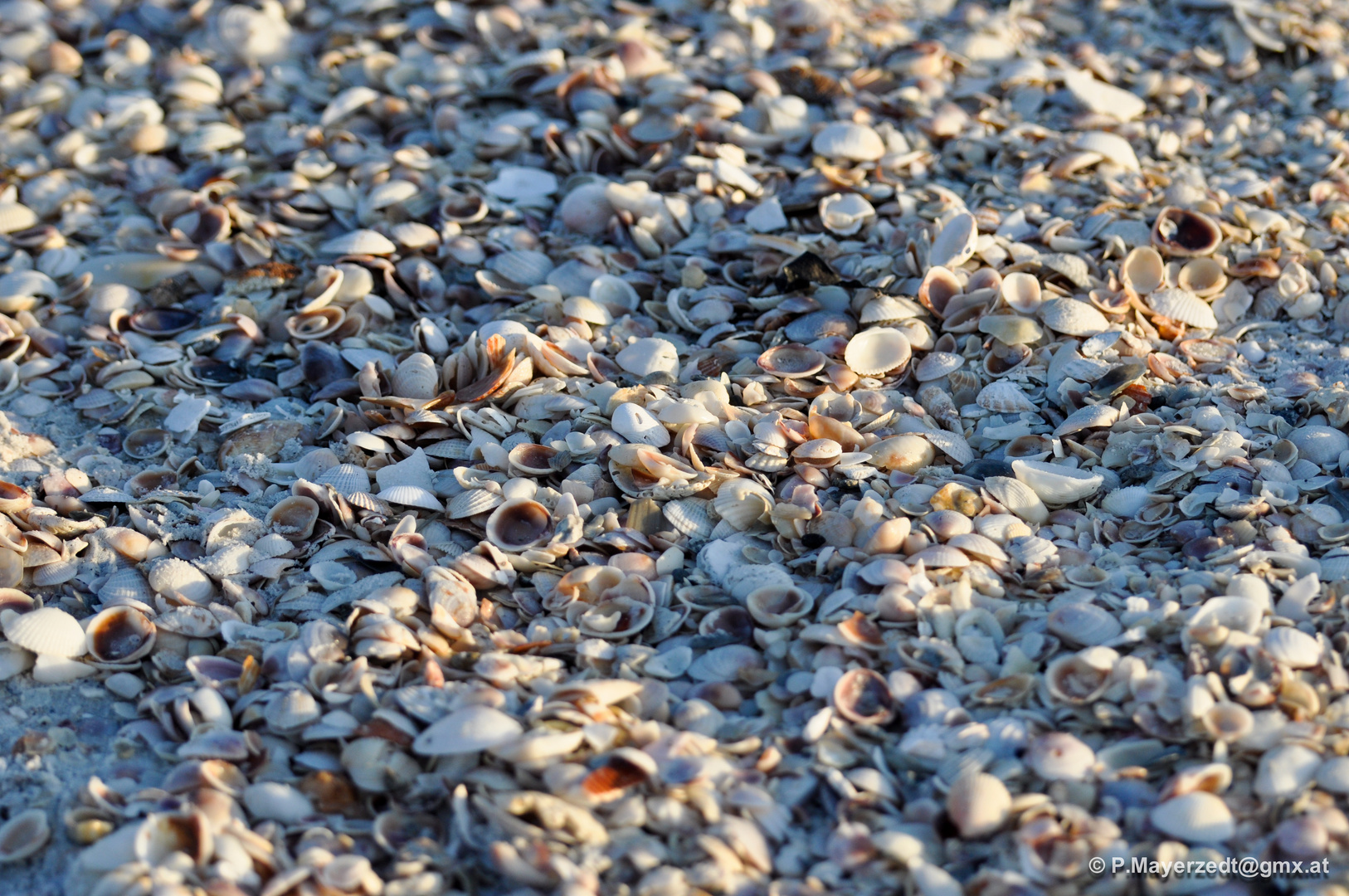 Friedhof der Muscheltiere