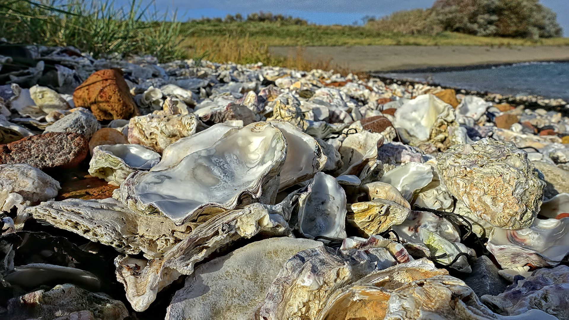 "Friedhof der Muscheltiere" ...