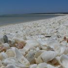Friedhof der Muscheltiere [Shell Beach - Western Australia]