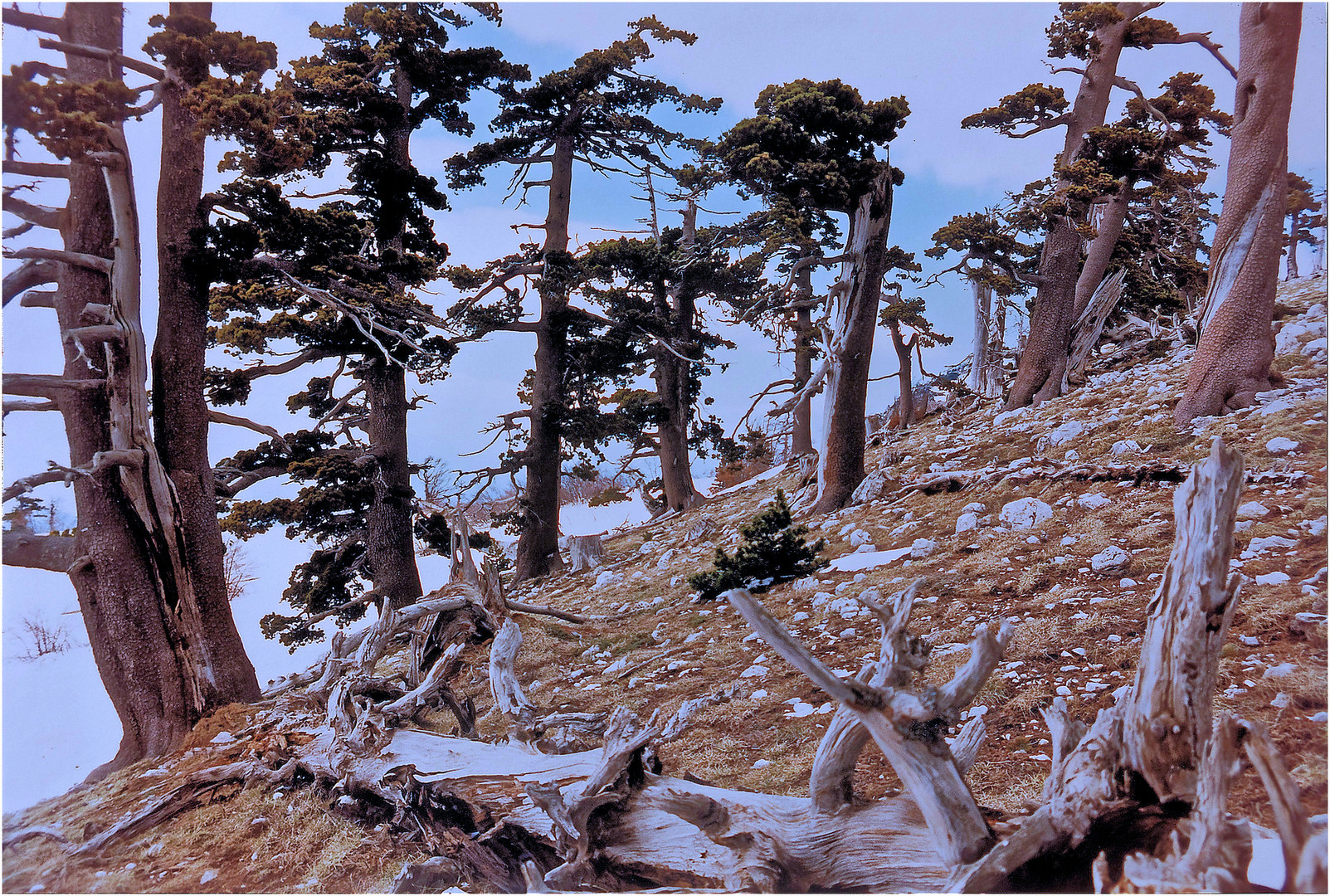 Friedhof der Riesen - Monte Pollino