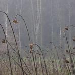 Friedhof der Sonnenblumen