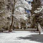 Friedhof Golzheim