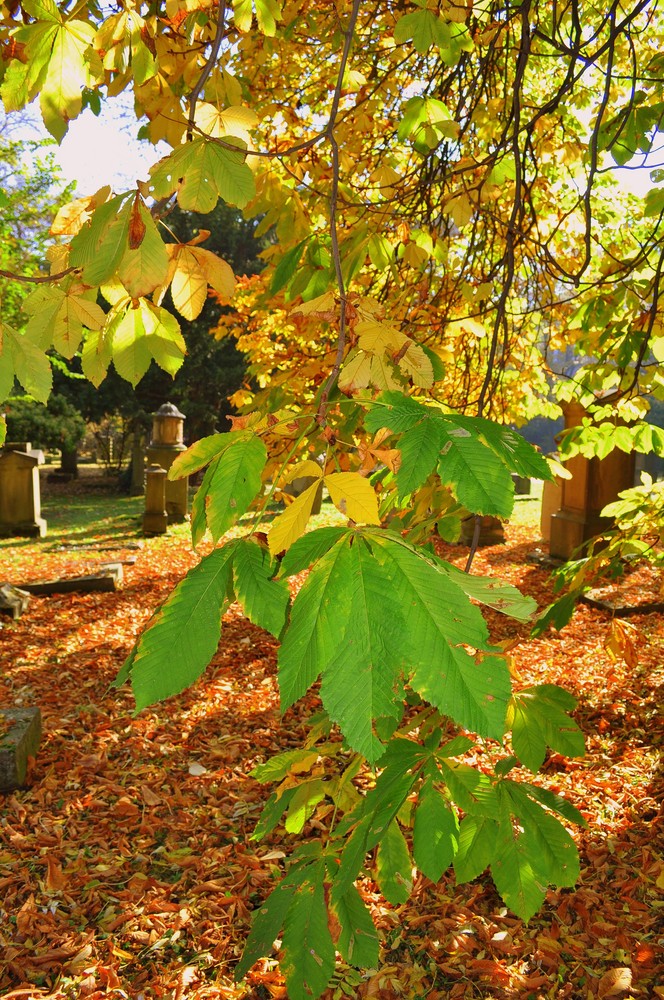 Friedhof im Herbst