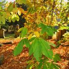 Friedhof im Herbst