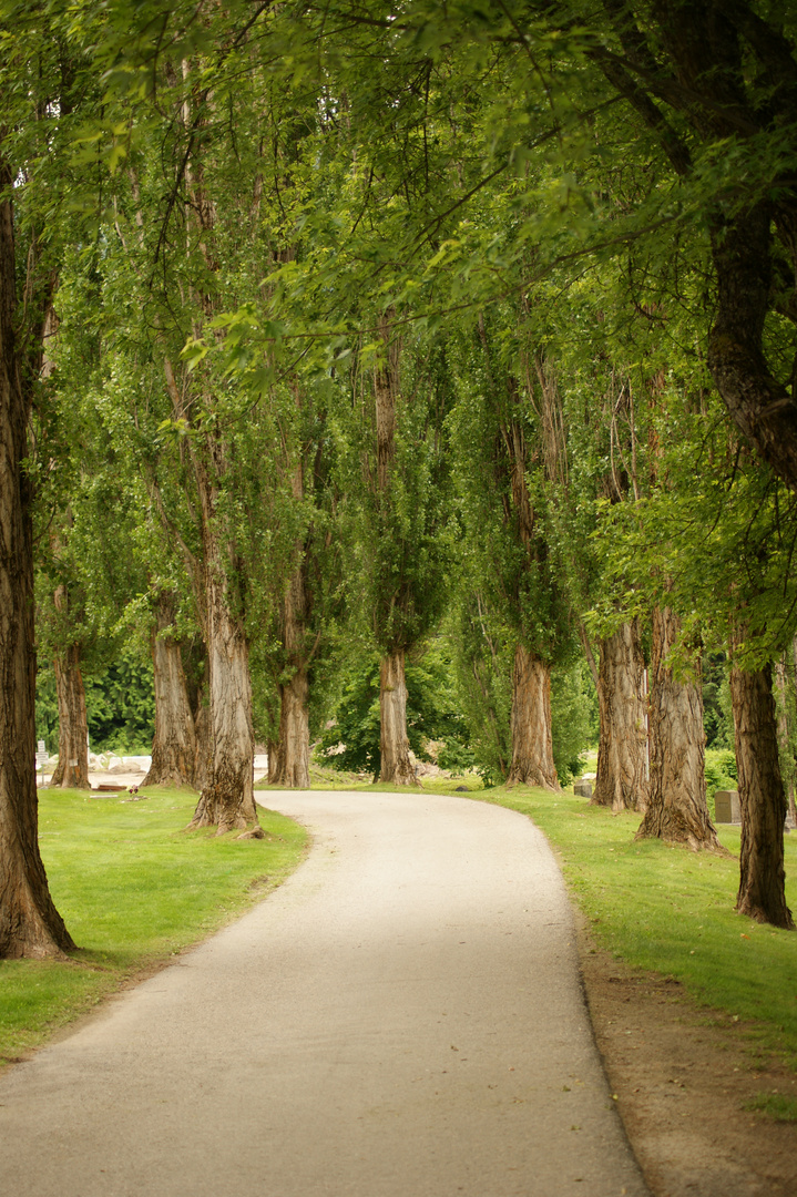 Friedhof in Nelson