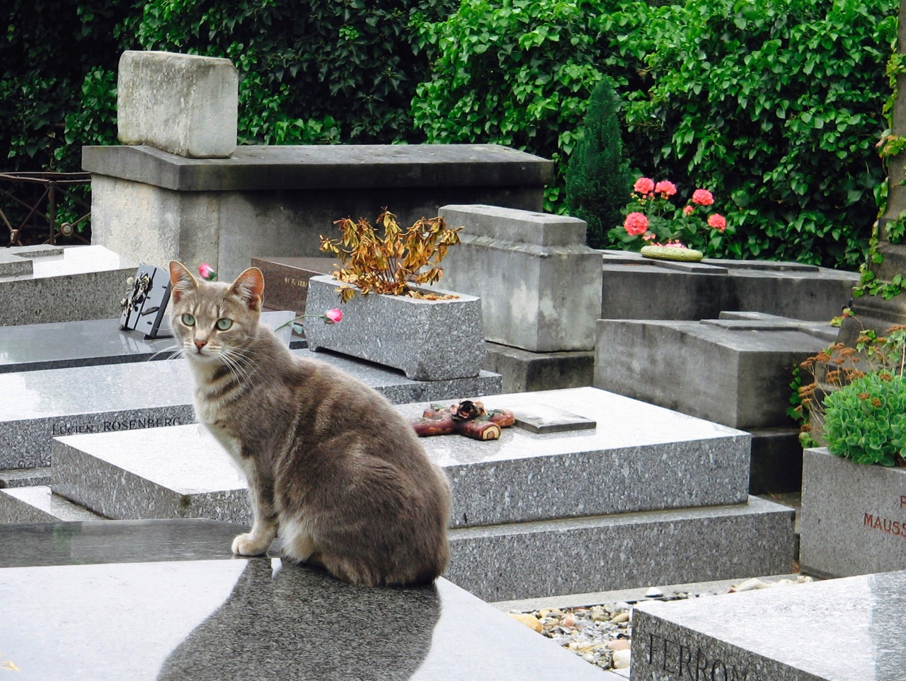 Friedhof in Paris