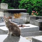 Friedhof in Paris