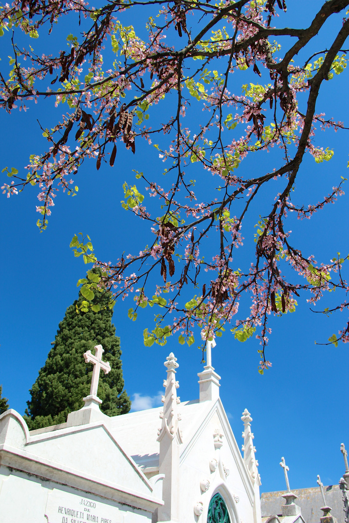 Friedhof Lisabon 05/2014 (2)