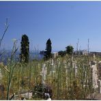 Friedhof mit Meerblick I