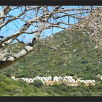 Friedhof oberhalb Pigna