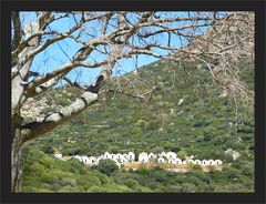 Friedhof oberhalb Pigna