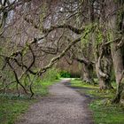 Friedhof Ohlsdorf