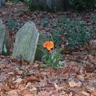 Friedhof Ohlsdorf