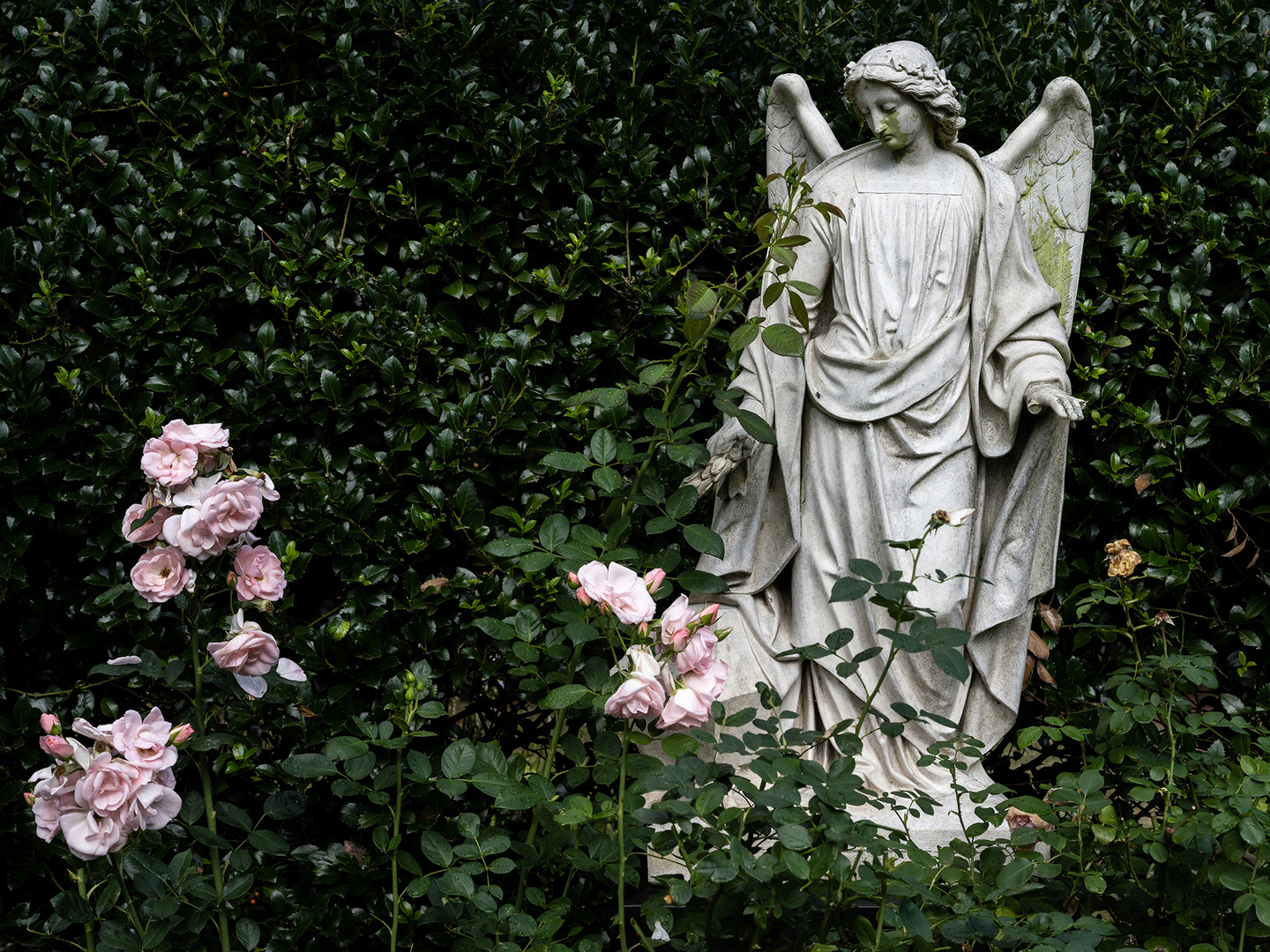 Friedhof Ohlsdorf - Engel auf Rosen blickend