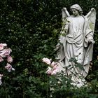 Friedhof Ohlsdorf - Engel auf Rosen blickend