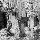 Friedhof Prag 10