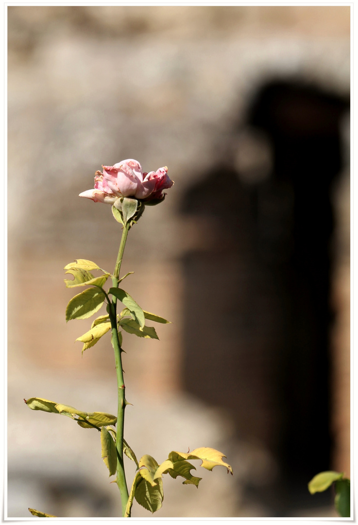 Friedhof - Rose