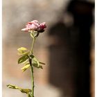 Friedhof - Rose