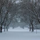 Friedhof Volkspark