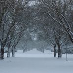 Friedhof Volkspark