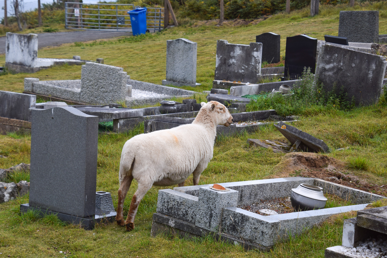 Friedhof Wales 2