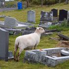 Friedhof Wales 2