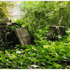 Friedhof Zasluzunych