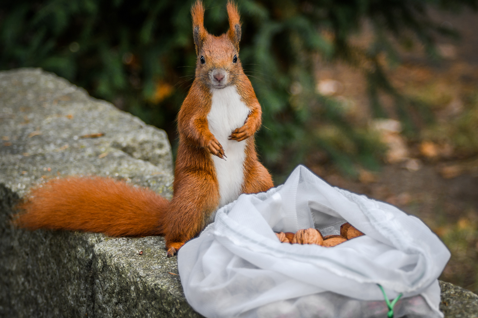 Friedhofhörnchen.......