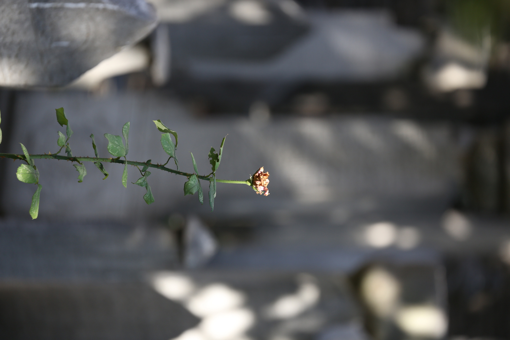 Friedhof_Istanbul06