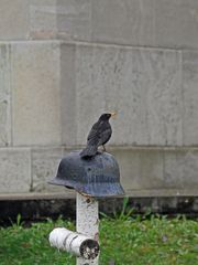 Friedhofs-Amsel 