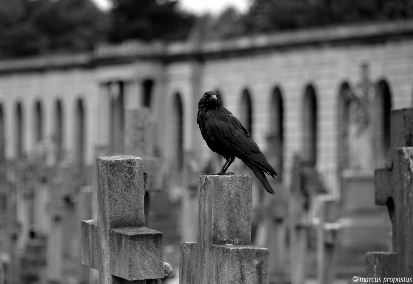 Friedhofs-Leben