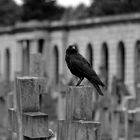 Friedhofs-Leben