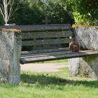 Friedhofsbank mit Eichhörnchen das sich eine Walnuss einverleibt...