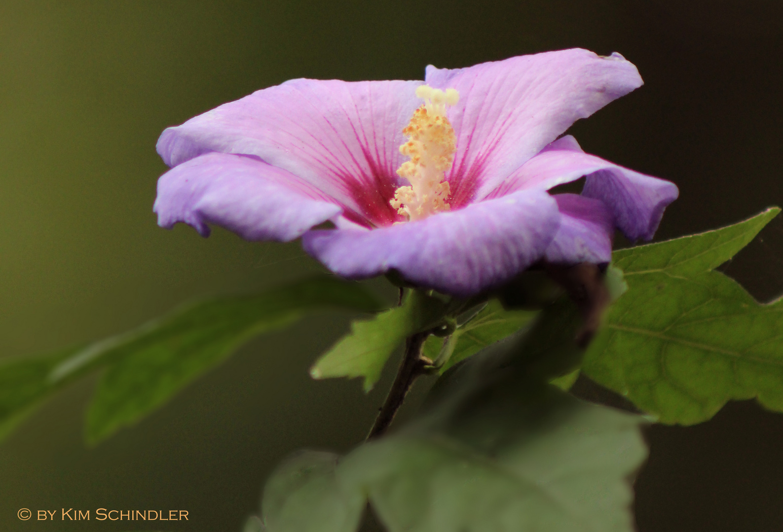 Friedhofsblüte