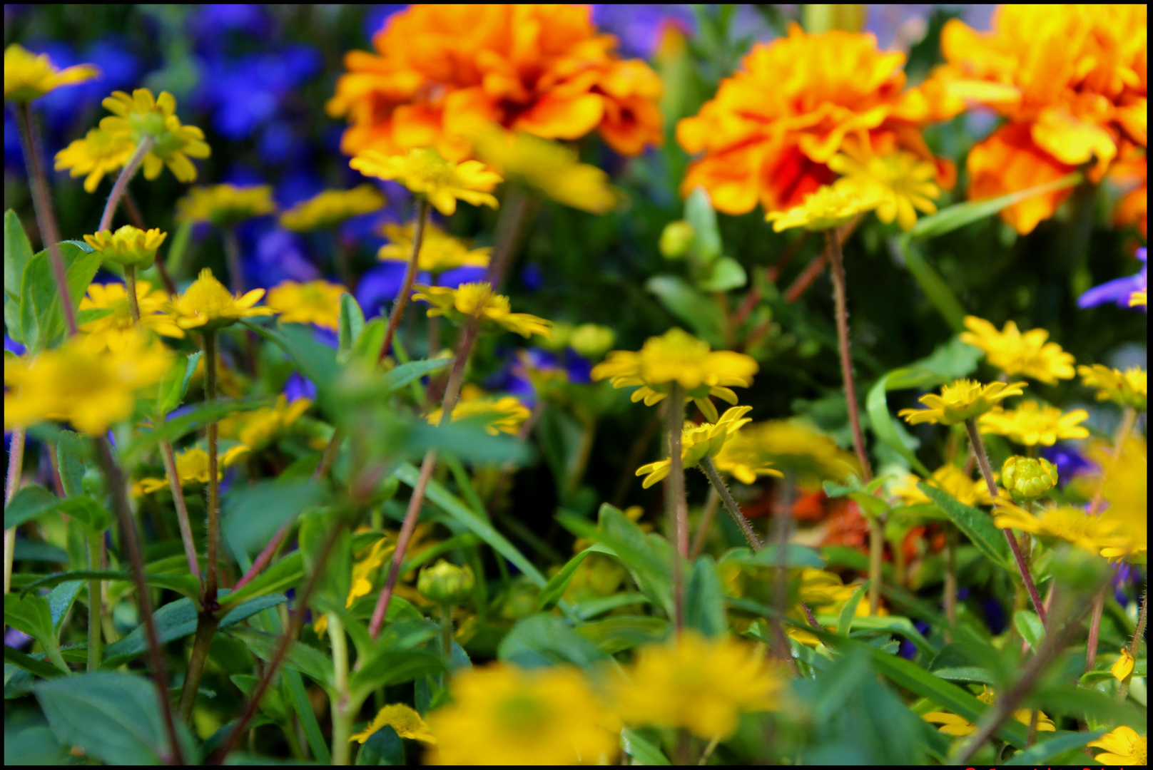 friedhofsbunt