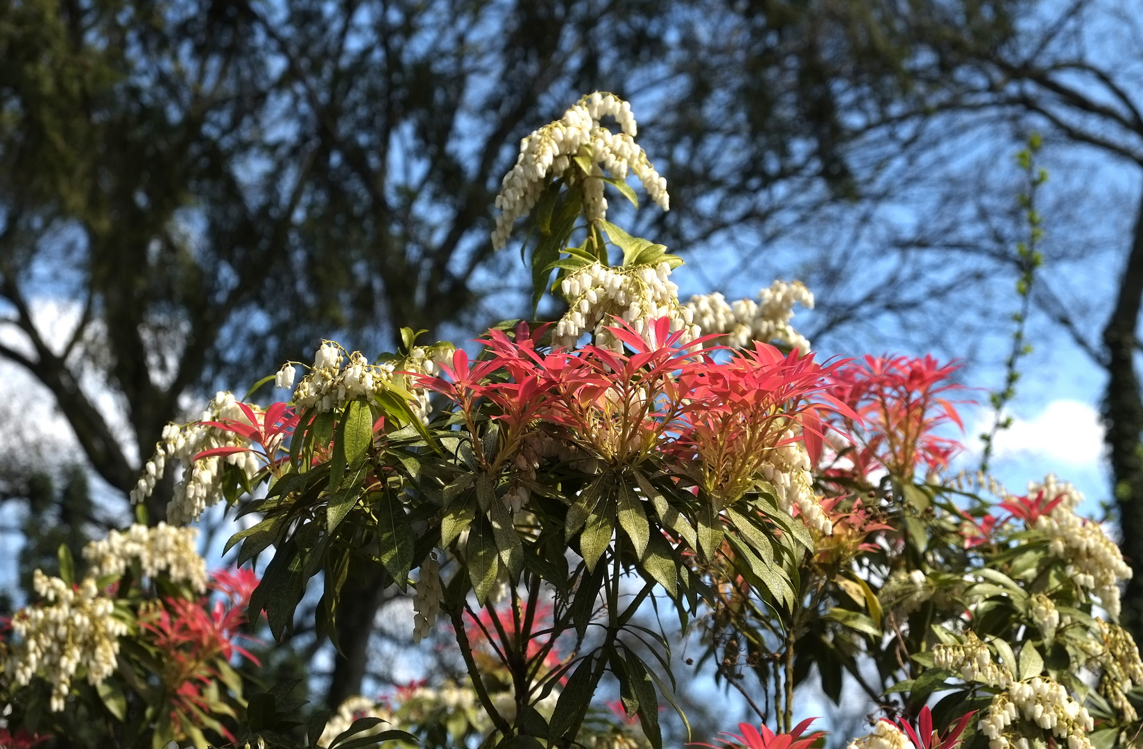 Friedhofsfrühling -2-